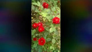 بعدك يا هوا  دندنها