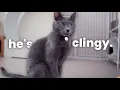 I Adopted a Russian Blue Cat in a TINY Apartment Do I Recommend It