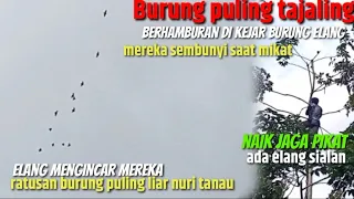 Download Ribuan serbuan burung puling/burung tajaling/nuritanau//kabur karena  elang.part.02 MP3