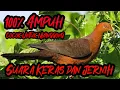 Lagu Burung uncal merah/tekukur merah pikat paling ampuh cocok buat nyanggong