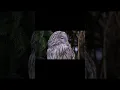 Download Lagu Owl Sound #owl #facts #village #village