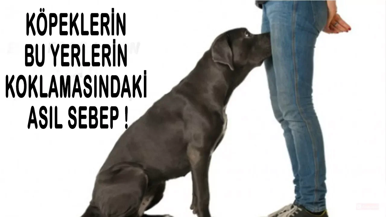 Erkek köpek mi dişi köpek mi sahiplenmeliyim?