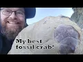 Download Lagu My best fossil crab find - a unique fossil find