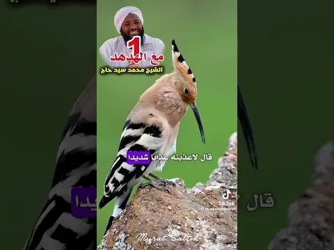 مع هدهد سليمان عليه السلام 1 الشيخ محمد سيد حاج رحمه الله
