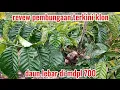 Download Lagu review klon daun lebar terkini di mdpl 700 dan sering penyebab pembungaan yang terlambat