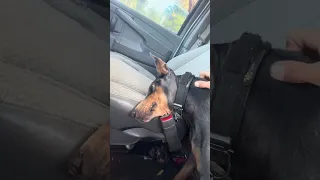 Damn phones .. #dream #fyp #life #vlog #pets #petsofyoutube #doberman