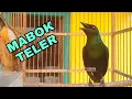 Download Lagu Cucak Keling gacor mabok teler