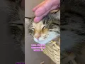 Download Lagu Cats are never wrong #mikathefluffy #cat #catvideos #cutecat