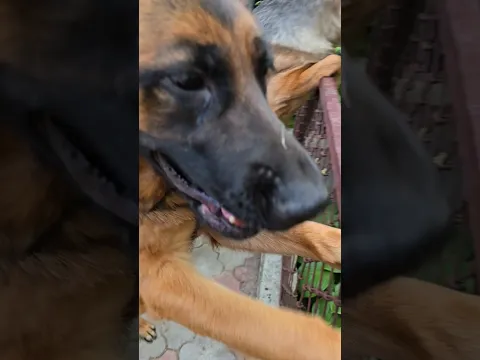 💪The enormous beauty Sparta and her friend Olympia. Two German Shepherds guard the house.