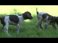 German Shorthaired Pointer Puppy Fun