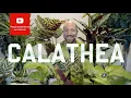 Download Lagu All you need to know about Calathea