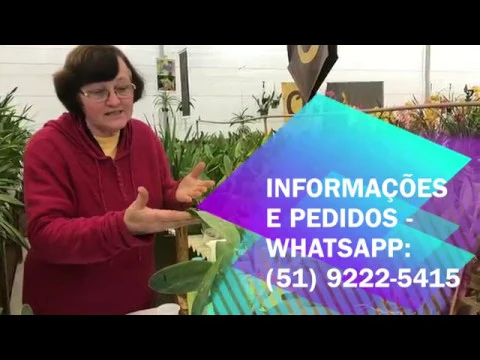 COCHONILHA MATA ORQUÍDEA? RECEITA CASEIRA COM TERESINHA KUNZ