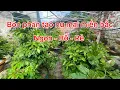 Download Lagu Bón phân tạo nụ - kích nụ ngon - bổ - rẻ