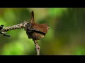 Instant Relief from Stress and Anxiety, Birds Singing in the Forest - Open Heart Music - Helios 4K