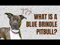 What Is a Blue Brindle Pitbull