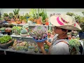 Download Lagu My succulent garden in the tropics \u0026 Review new greenhouse