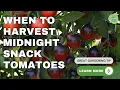 Midnight Snack Tomatoes - Know When They re Ready To Pick