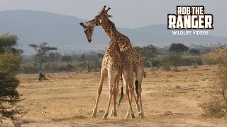 Watch Giraffe Bulls Engage In "Necking" | Lalashe Mara Ripoi Safari