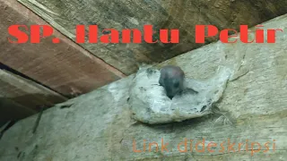 Download Suara panggil Walet || SP.Hantu Petir || Suara panggil terbaik MP3