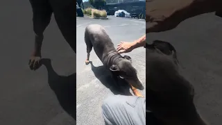 #fypシ #Dream #pets #doberman #Fyp