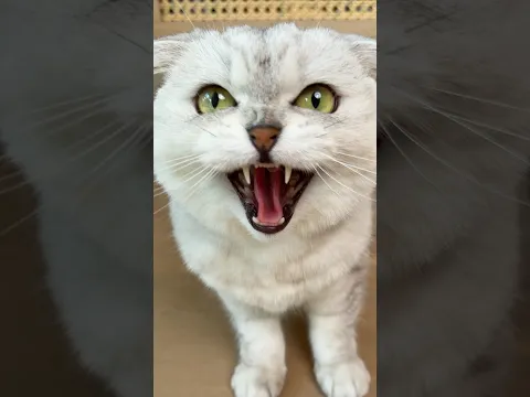 The Evil Laugh Didn’t Last Long 😈 #cat