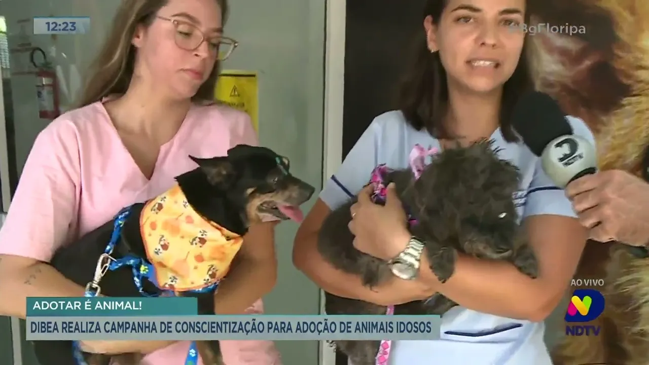 Dibea realiza campanha de conscientização para adoção de animais idosos Florianópolis
