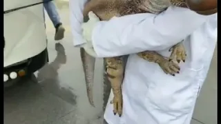 Dinosaurs Appear At The 2021 From China ظهور الديناصورات في 2021 من الصين Shorts 