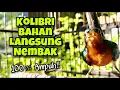 Download Lagu Kolibri Wulung Gacor Nembak Rapat Panjang, Pancingan Kolibri Bahan Agar Langsung Ikut Nembak Gacor
