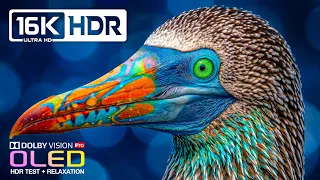 Incredible OLED R Showcase Dolby Vision 120fps 16K ULTRA Nature TV