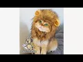 Must See Review Lion Mane Wig for Dog and Cat Costume Pet Adjustable Washable Comfortable Fancy