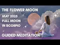 10-Minute Guided Meditation Full Flower Moon In Scorpio Manifestation-Release Align
