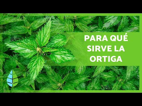 Download MP3 BENEFICIOS de la ORTIGA 🌿💚 (Propiedades Medicinales, Cómo TOMARLA y Contraindicaciones)