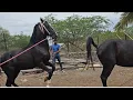 Download Lagu masal brothers stud farm Maharashtra