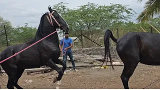 Masal Brothers Stud Farm Maharashtra 