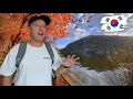 Ik moest SEOUL VERLATEN - Gapyeong \u0026 Nami Island reisvlog!