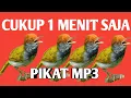 Download Lagu SUARA PIKAT PRENJAK KEPALA MERAH | pancingan prnjak klawu alam liar