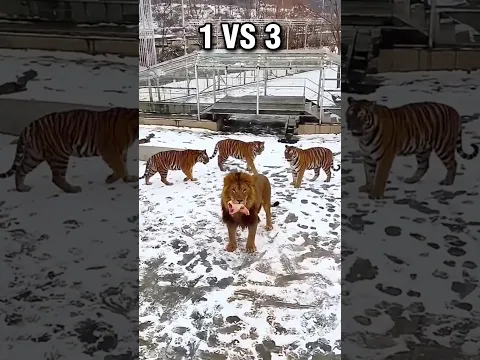 Lion vs Tigers | #animals