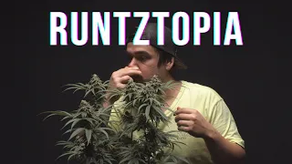 Runtztopia White Runtz x OMFG Seed to Harvest to Live-Rosin by ELEV8 SEEDS in AC Infinity 5x10