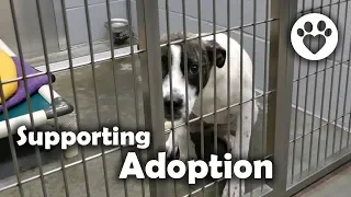 Why is Pet Adoption so important