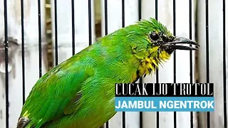 gacor jamtrok cucak ijo trotol emosi cari lawan