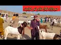 Lagu Hyderabad Bakra mandi nai update rate bahut heavy 12/11/2025