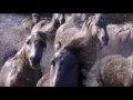 Hollow In The Ferns - Craig Armstrong - Video Cinema - Poetry