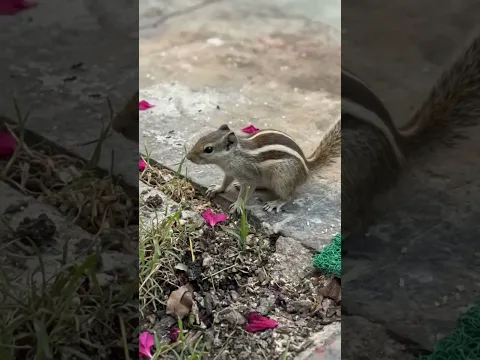 Pausing for a tiny snack break! 🐿️✨ #Squirrel #CuteAnimals