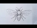 How to draw a Honey bee Drawing for beginners Step by step