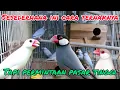 Download Lagu CUMA SESEDERHANA INI BUDIDAYA BURUNG GELATIK JAWA⁉️ MUDAH TERNAK \u0026 PERMINTAAN TINGGI. #dhepawiro