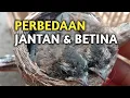 Cara membedakan sikatan jawa jantan betina dengan akurat