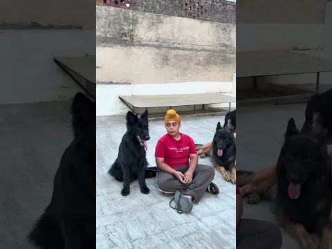 Itna saara German shepherd ek sath #dog