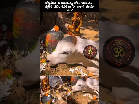 శివలింగాన్ని గోవు అలాగే చూస్తూ ఉంది #shiva #cow #hindugod #krishna #god #bhakti #govinda