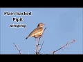 Download Lagu Plain-backed Pipit call