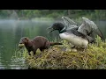 Common Loons 120 Days From Egg To Survivor Birds Life